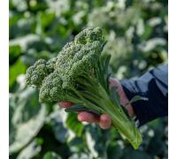 Marshalls Garden Broccoli Seeds 'royal Tenderette' F1 - Stem Broccoli, 50 Seeds