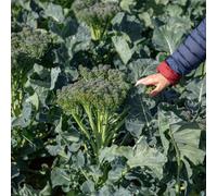 Marshalls Garden Broccoli Seeds Spring Rapini 500 Seeds Fast-Maturing