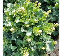 Marshalls Garden Broccoli Seeds White Sprouting Burbank F1 30 Seeds
