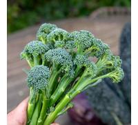 Marshalls Garden Brokali 'columbia' Broccoli Seeds, 50 Seeds Pack