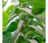 Marshalls Garden Brussels Sprout Seeds 'clodius' F1, 30 Seeds, Winter-Hardy, Disease-Resistant Variety