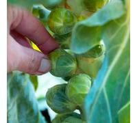 Marshalls Garden Brussels Sprout Seeds 'doric' F1 20 Seeds