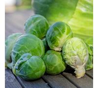 Marshalls Garden Brussels Sprout Seeds 'trafalgar' F1, 40 Seeds