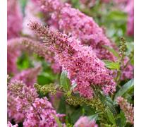 Marshalls Garden Buddleja 'butterfly Candy Little Pink' - Dwarf Butterfly Bush, 3 X 9Cm
