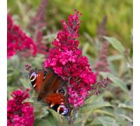 Marshalls Garden Buddleja 'candy Little Ruby' Dwarf Butterfly Bush 3 Litre