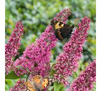 Marshalls Garden Buddleja Davidii Pink Delight 3 Litre Butterfly Bush, Pink