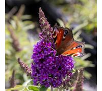 Marshalls Garden Buddleja Plant 'butterfly Candy Little Purple' 7.5 Litre Plant