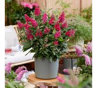 Marshalls Garden Buddleja Plant 'butterfly Candy Little Ruby' 7.5 Litre Plant
