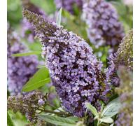 Marshalls Garden Buddleja Plant 'butterfly Candy Little Sweetheart' 9Cm Plant