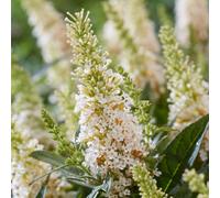 Marshalls Garden Buddleja Plant 'butterfly Candy Little White' 3 Litre Plant