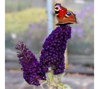 Marshalls Garden Buddleja Plant 'davidii Black Knight' 9Cm Plant