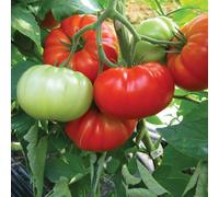 Marshalls Garden Buffalo Steak Tomato Seeds, Large Beefsteak High-Yield Variety 10 Seeds