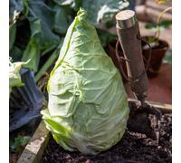 Marshalls Garden Cabbage 'pointed Hispi' - Compact, Disease-Resistant, Brassica Oleracea, 12 Garden Ready