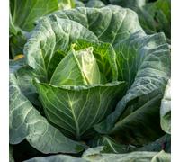 Marshalls Garden Cabbage Seeds Duncan F1, Fast-Growing Compact Pointed Heads, 80 Seeds