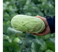 Marshalls Garden Cabbage Seeds Felicity F1 Japanese Round Cabbage 20 Seeds
