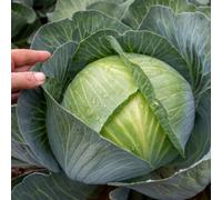 Marshalls Garden Cabbage Seeds Kilaxy F1 - 20 Seeds, Winter-Resistant Variety