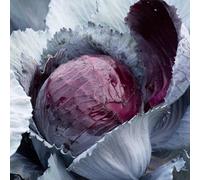 Marshalls Garden Cabbage Seeds Lodero F1 Hybrid Clubroot-Resistant Red Maincrop (20 Seeds)