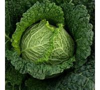Marshalls Garden Cabbage Seeds 'manon' F1 - 45 Seeds Fast-Maturing Hardy Variety