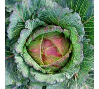 Marshalls Garden Cabbage Seeds 'marabel' F1 - January King Hybrid, 50 Seeds