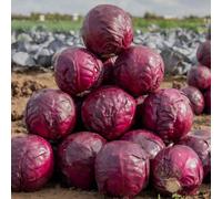 Marshalls Garden Cabbage Seeds 'red Rookie' F1 - Early Red Cabbage, Approx. 70 Seeds