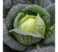 Marshalls Garden Cabbage Seeds Savoy 'tourmaline' - 40 Seeds, Cold-Tolerant, Disease-Resistant