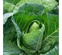 Marshalls Garden Cabbage Seeds Spring 'winter Jewel' Cold-Hardy Overwintering Variety Rhs Agm 40 Seeds