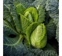 Marshalls Garden Cabbage Seeds Stelvio 20 Pack - Fast-Maturing Sweet Heads