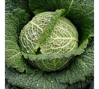 Marshalls Garden Cabbage Seeds 'Supervoy' F1 30 Seeds