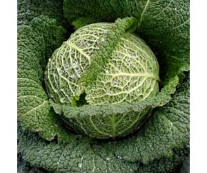Marshalls Garden Cabbage Seeds 'Supervoy' F1 30 Seeds