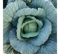 Marshalls Garden Cabbage Seeds 'voy' F1 - Winter-Hardy Savoy-Type For December Harvests 30 Seeds