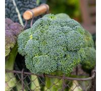 Marshalls Garden Calabrese 'gemini' F1 Seeds - Fast-Maturing Broccoli, Approx 40 Seeds