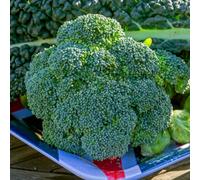 Marshalls Garden Calabrese 'marathon' F1 Seeds - Rhs Agm, High-Yield Calabrese 30 Seeds