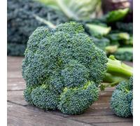Marshalls Garden Calabrese Seeds 'green Magic' F1 - Early Maturing, High-Yield Vegetable 60 Seeds