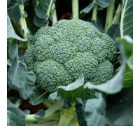 Marshalls Garden Calabrese Seeds Komodo F1 30 Seeds