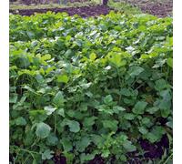 Marshalls Garden Caliente Mustard Green Manure Seeds 1G