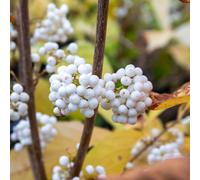 Marshalls Garden Callicarpa Bodinieri 'snowqueen' White Beautyberry Shrub 3 Litre Plant