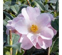 Marshalls Garden Camellia 'congratulations' (Camellia Japonica) Pink Semi-Double Spring Flowers Hardy Shrub 9Cm
