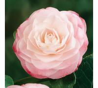 Marshalls Garden Camellia 'desire' (Camellia Japonica) - Rhs Agm, Pink & White Double Blooms, Hardy Evergreen Shrub