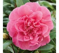 Marshalls Garden Camellia X Williamsii 'debbie' Evergreen Shrub With Pink Peony-Like Blooms Rhs Agm 9Cm Plant