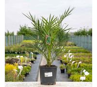 Marshalls Garden Canary Island Date Palm (Phoenix Canariensis) Ornamental Palm 3 Litre Plant