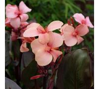 Marshalls Garden Canna Lily 'cannova Bronze Peach' Peach-Pink Flowers And Bronze Foliage 2 Litre