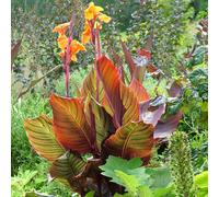 Marshalls Garden Canna Lily 'lily Tropicana' - Hardy, Low-Maintenance, Pollinator Friendly 2 Litre Plant
