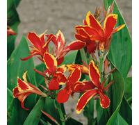 Marshalls Garden Canna Plant - Hardy, Low-Maintenance For Pots & Borders 2 Litre Plant