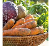 Marshalls Garden Carrot Seeds Amsterdam Forcing 3 (Early, Approx. 2200 Seeds)