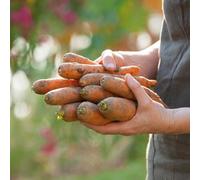 Marshalls Garden Carrot Seeds Autumn King 2 - Long Hardy Winter Carrots 16,900 Seeds