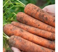Marshalls Garden Carrot Seeds Bangor - Maincrop, Early Maturing, 500 Seeds