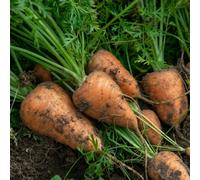 Marshalls Garden Carrot Seeds - Chantenay Red Cored 2 (Early Maincrop) 3000 Seeds