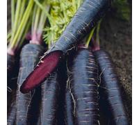 Marshalls Garden Carrot Seeds 'deep Purple' 300 Seeds For Home Gardens