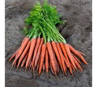 Marshalls Garden Carrot Seeds 'ibiza' - High Yield Snack Carrots, 500 Seeds