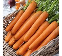 Marshalls Garden Carrot Seeds 'nantes 2' - Early, Fast-Maturing, Sweet Nantes Variety 5200 Seeds